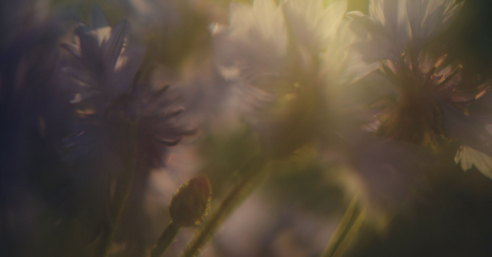 50mm f/1.8 STM Lens